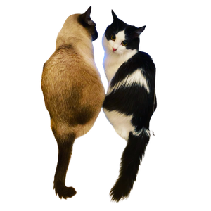 メイモコ